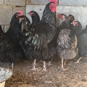 Jersey Gigant yumurtgasy