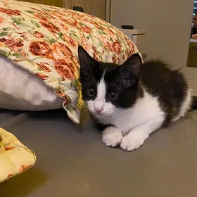 котенок