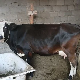 Gbirid sygyr