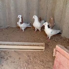 kepderi