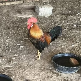 Domashny horazlar