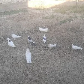 kepderi