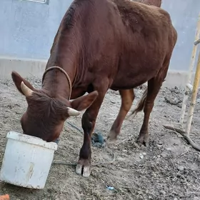 Semiz unajyn