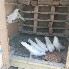 kepderi