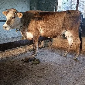 arginal śwes tohum sygyr