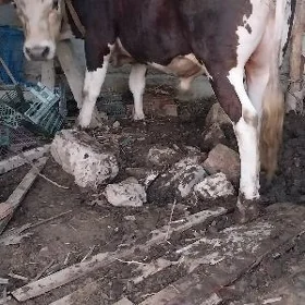 okuz gibrit simental