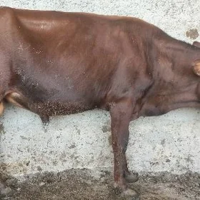 Satlyk Göle