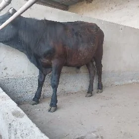 Öküz