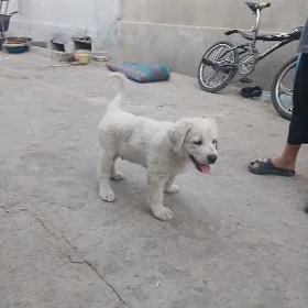 Собака