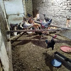товуклар