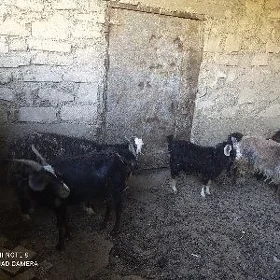 Satlyk geci