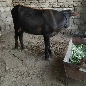 Ş  OKÜZ ŞWES