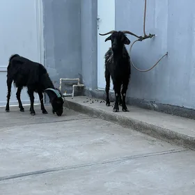 Geçi