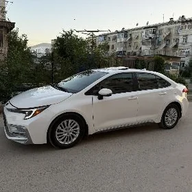 Toyota Corolla 2023