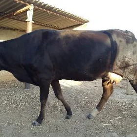 Tanaly sygyr