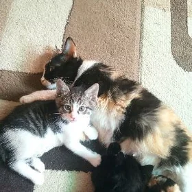 Котенок мальчик