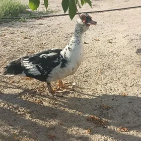 ördek