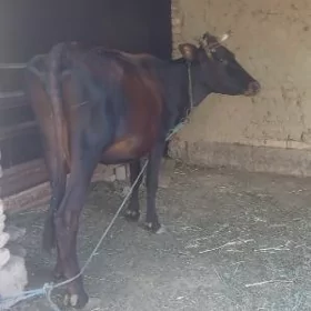 Gysyr sygyr
