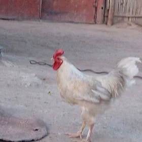 Horaz