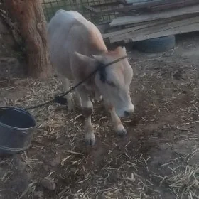 Öküz