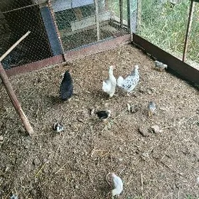 yaponcik