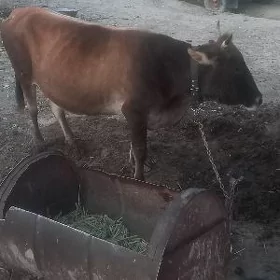 Bakylan sygyr