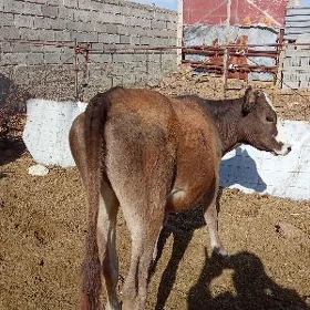 Tüwe