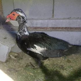 ördek indwutka