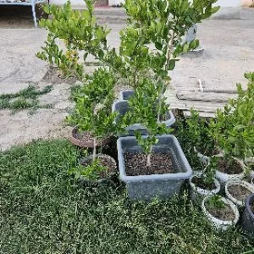 Burcina