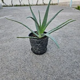 Aloe