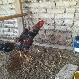 ЖУЖА