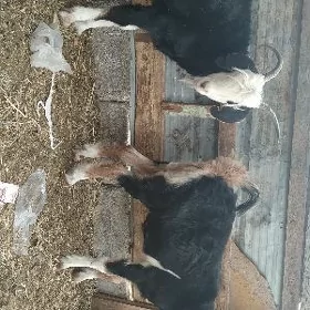 Geci