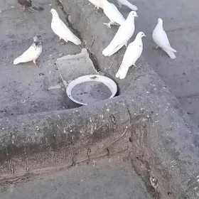 kepderi