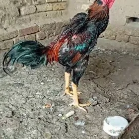 horaz