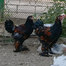 Brama laşed horazlar
