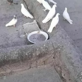 kepderi