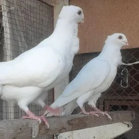 kepderi голуби