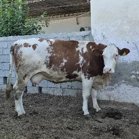 Simental Bogaz Sygyr