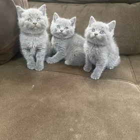 котята
