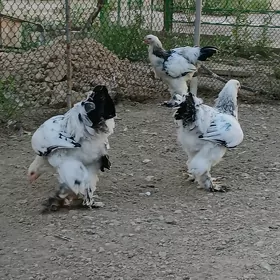Brama horazlar