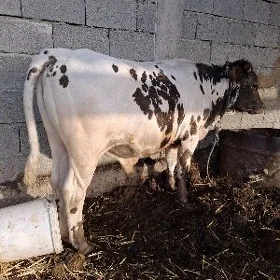 Öküz
