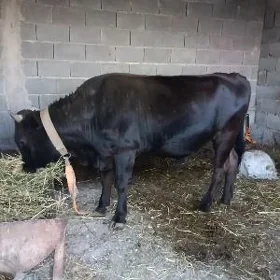 Öküz