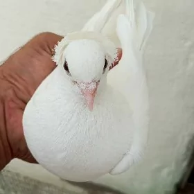 kepderi
