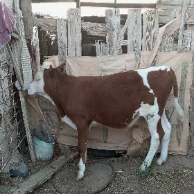 Tohum öküz