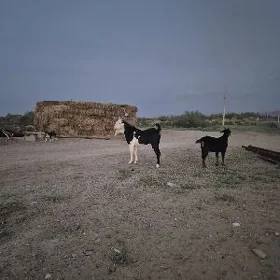 Pakistan Geciler