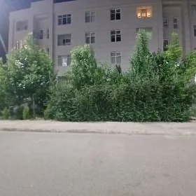 GURTLY ELITKA 2023