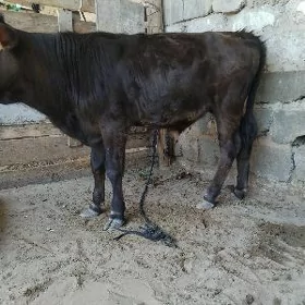 ŞWES OKÜZ