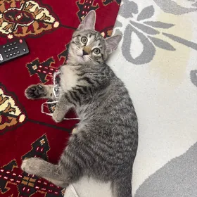 pişik