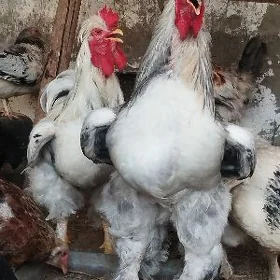 Horazlar brama satlyk