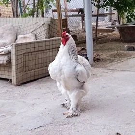 brama
